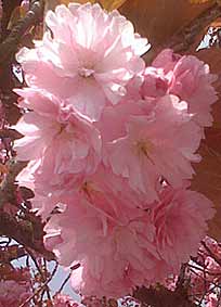pink tree flowers.  cherry?