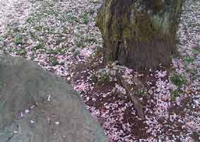 pink tree flower petals on the ground