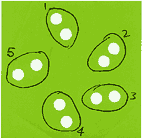 template step 3b